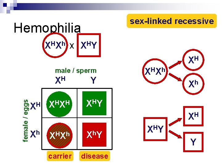 sex-linked recessive Hemophilia HX h x X HY HH XHh XH female / eggs