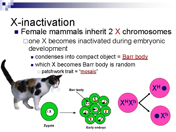 X-inactivation n Female mammals inherit 2 X chromosomes ¨ one X becomes inactivated during