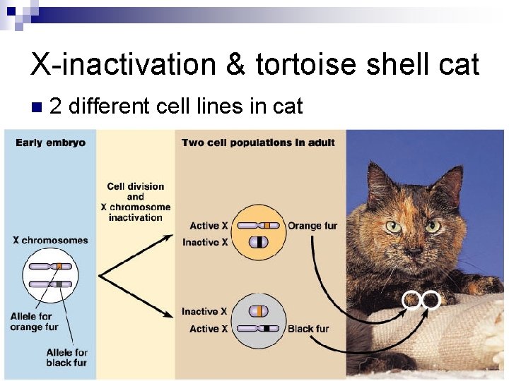 X-inactivation & tortoise shell cat n 2 different cell lines in cat 