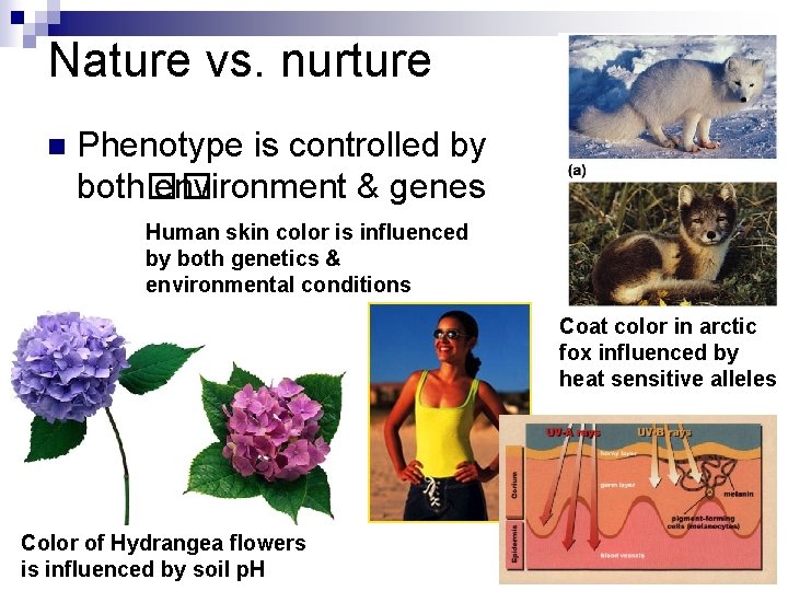 Nature vs. nurture n Phenotype is controlled by both�� environment & genes Human skin