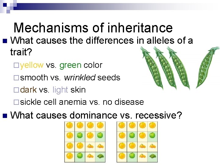 Mechanisms of inheritance n What causes the differences in alleles of a trait? ¨