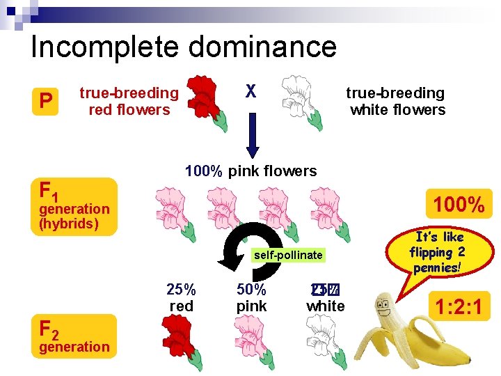Incomplete dominance P X true-breeding red flowers F 1 true-breeding white flowers 100% pink