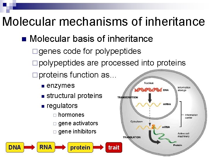 Molecular mechanisms of inheritance n Molecular basis of inheritance ¨ genes code for polypeptides