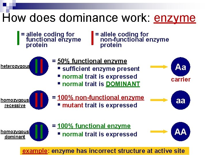 How does dominance work: enzyme = allele coding for functional enzyme protein heterozygous =