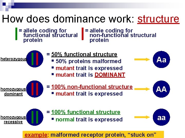 How does dominance work: structure = allele coding for functional structural protein heterozygous =