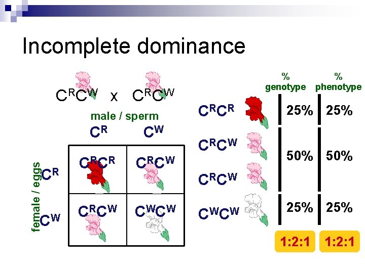 Incomplete dominance C RC W x C RC W female / eggs male /