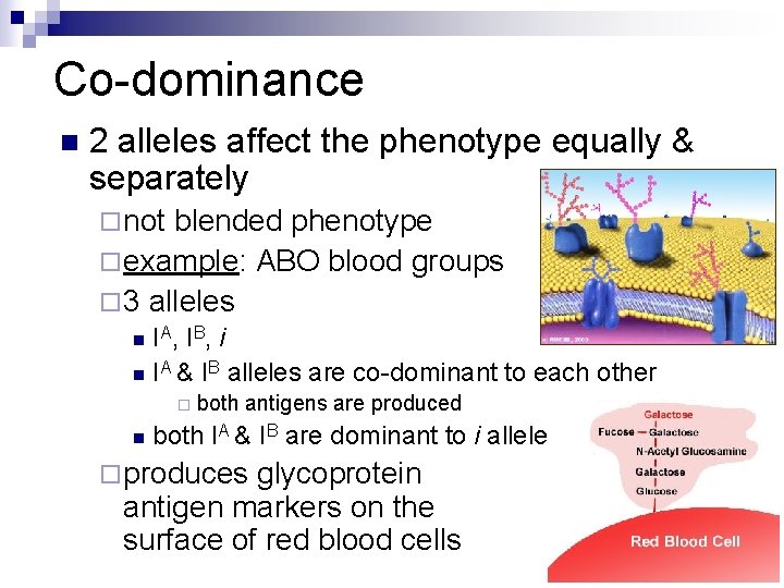 Co-dominance n 2 alleles affect the phenotype equally & separately ¨ not blended phenotype