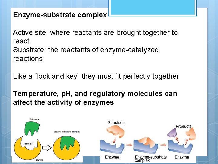 Enzyme-substrate complex Active site: where reactants are brought together to react Substrate: the reactants