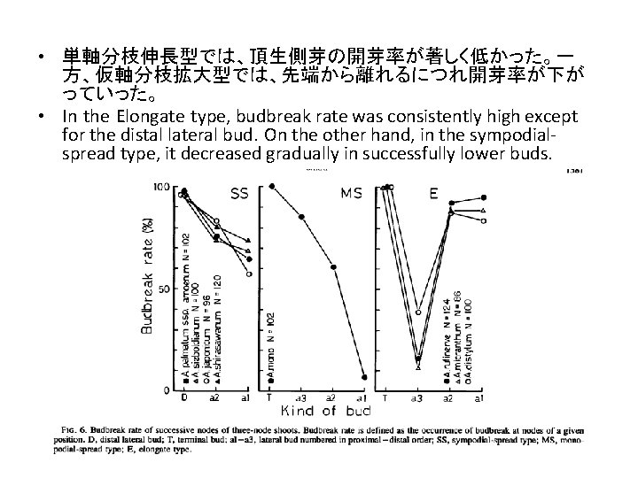  • 単軸分枝伸長型では、頂生側芽の開芽率が著しく低かった。一 方、仮軸分枝拡大型では、先端から離れるにつれ開芽率が下が っていった。 • In the Elongate type, budbreak rate was consistently