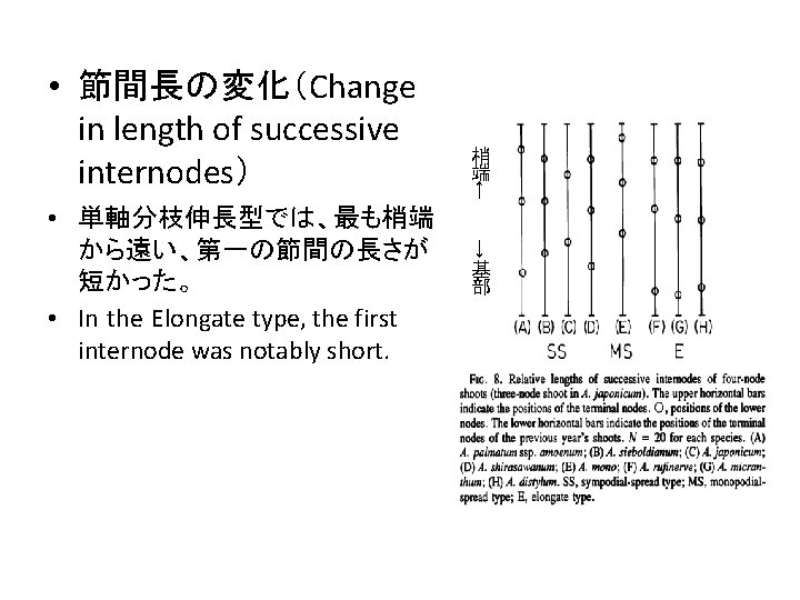 → • 単軸分枝伸長型では、最も梢端 から遠い、第一の節間の長さが 短かった。 • In the Elongate type, the first internode was