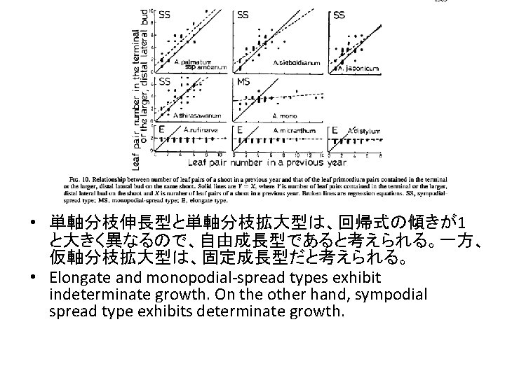  • 単軸分枝伸長型と単軸分枝拡大型は、回帰式の傾きが1 と大きく異なるので、自由成長型であると考えられる。一方、 仮軸分枝拡大型は、固定成長型だと考えられる。 • Elongate and monopodial-spread types exhibit indeterminate growth. On