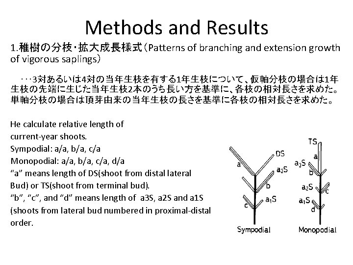 Methods and Results 1. 稚樹の分枝・拡大成長様式（Patterns of branching and extension growth of vigorous saplings） ･･･