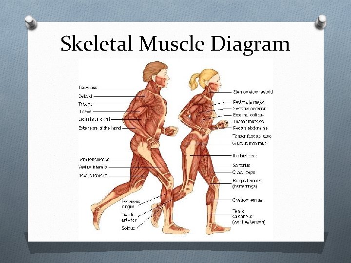 Skeletal Muscle Diagram 