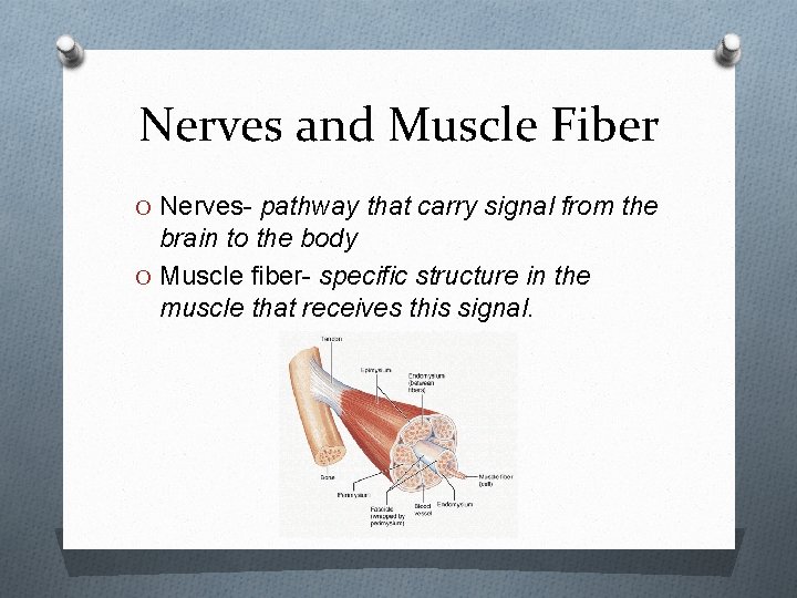 Nerves and Muscle Fiber O Nerves- pathway that carry signal from the brain to