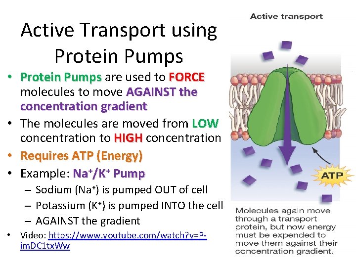 Active Transport using Protein Pumps • Protein Pumps are used to FORCE molecules to