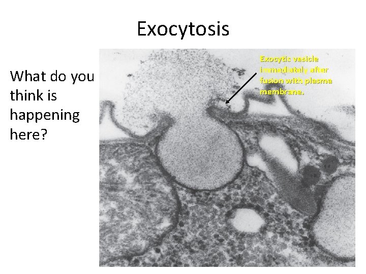 Exocytosis What do you think is happening here? Exocytic vesicle immediately after fusion with