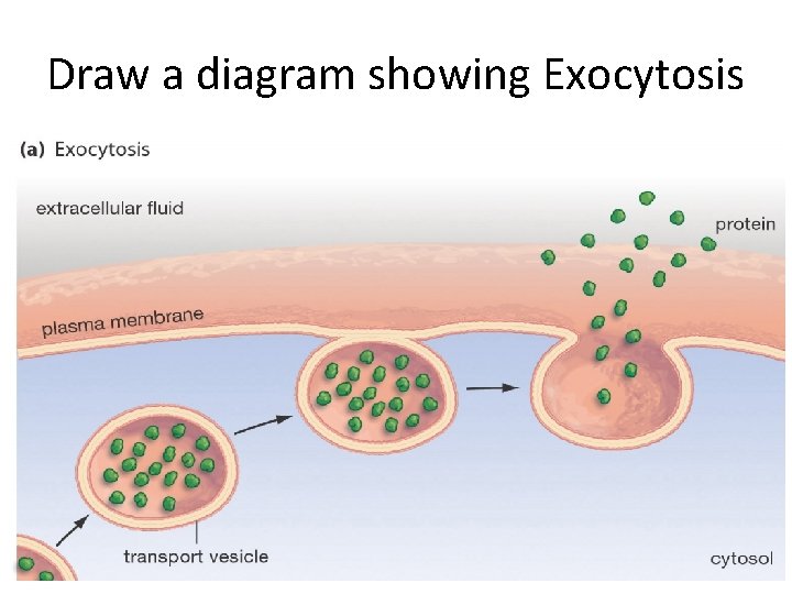Draw a diagram showing Exocytosis 