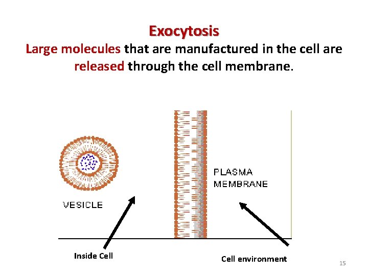 Exocytosis Large molecules that are manufactured in the cell are released through the cell