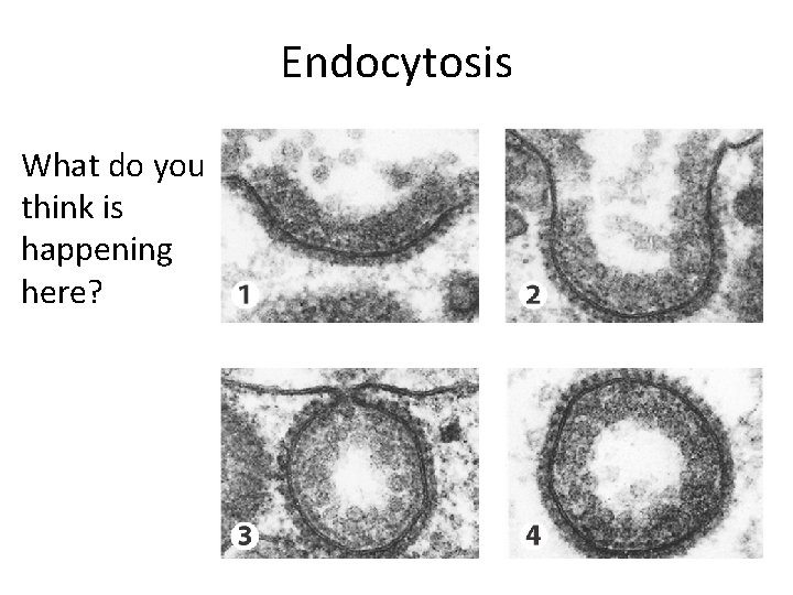Endocytosis What do you think is happening here? 