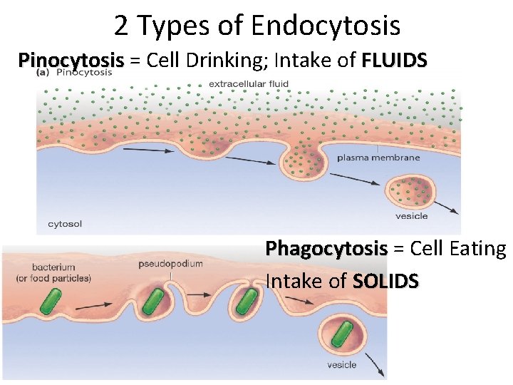 2 Types of Endocytosis Pinocytosis = Cell Drinking; Intake of FLUIDS Phagocytosis = Cell