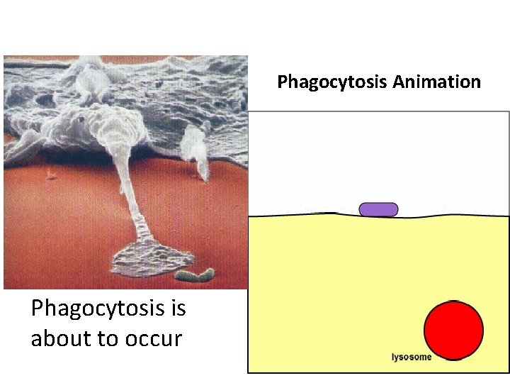 Phagocytosis Animation – Phagocytosis is about to occur 19 