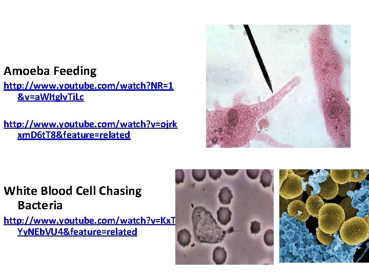 Phagocytosis. Amoeba Feeding http: //www. youtube. com/watch? NR=1 &v=a. WItglv. Ti. Lc http: //www.