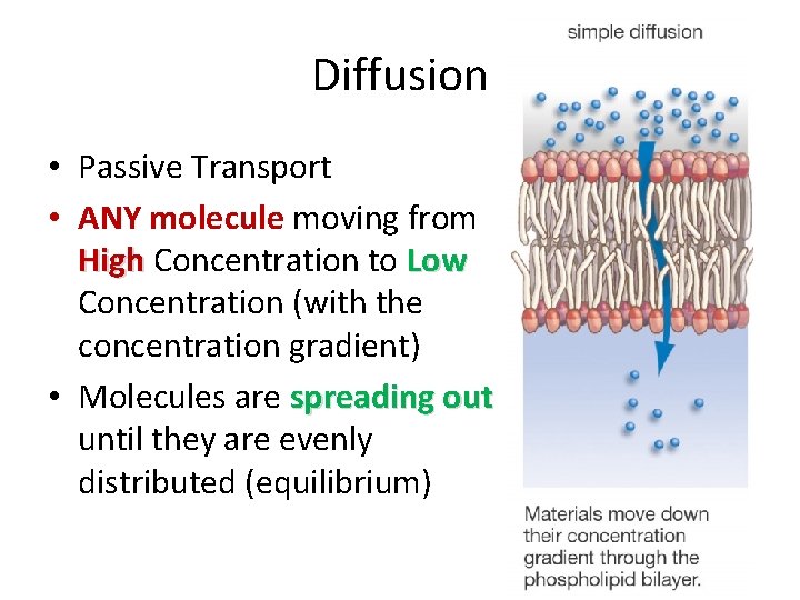 Diffusion • Passive Transport • ANY molecule moving from High Concentration to Low Concentration