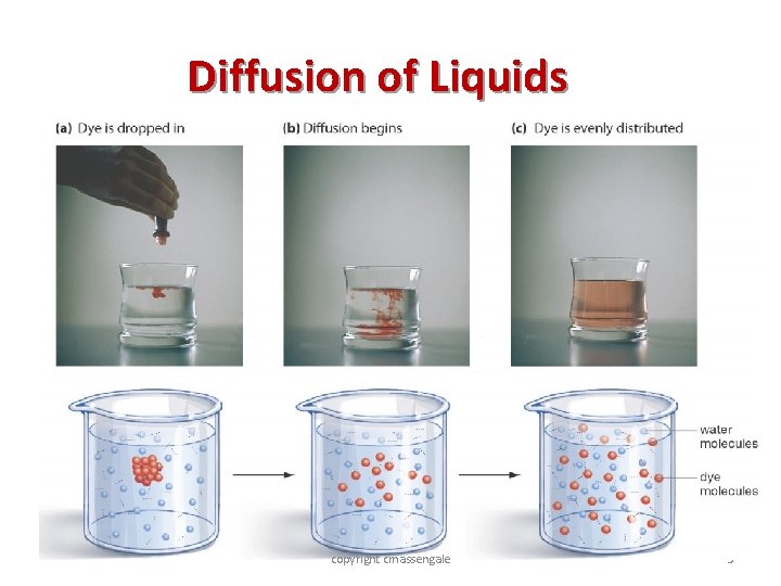 Diffusion of Liquids copyright cmassengale 5 