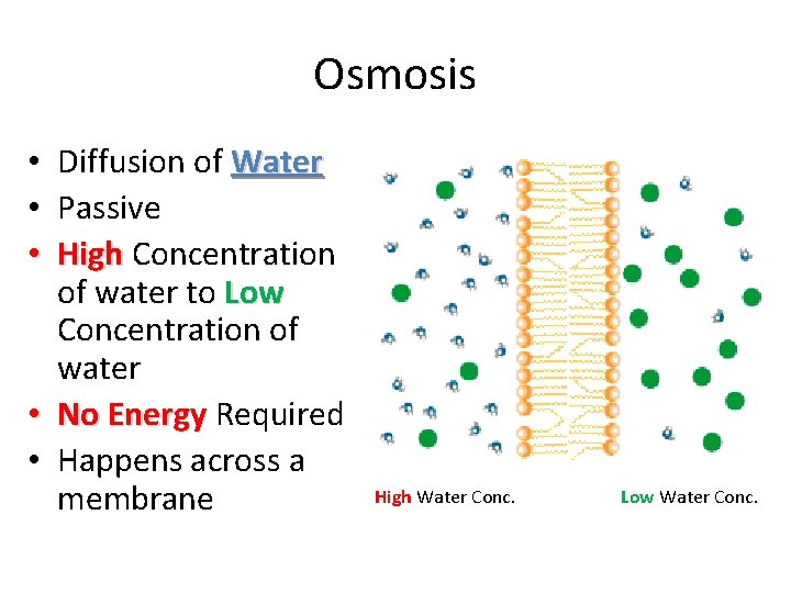 Osmosis • Diffusion of Water • Passive • High Concentration of water to Low