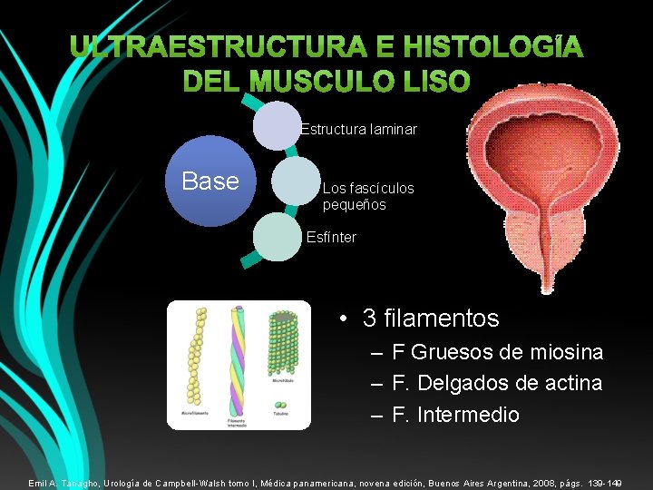 Estructura laminar Base Los fascículos pequeños Esfínter • 3 filamentos – F Gruesos de