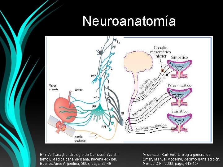 Neuroanatomía Vías simpáticas. De T 10 -L 2. Salen por los nervios Vías parasimpáticas.