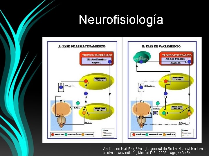 Neurofisiología Andersson Karl-Erik, Urología general de Smith, Manual Moderno, decimocuarta edición, México D. F.