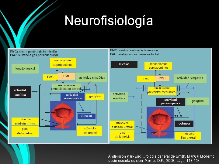 Neurofisiología Andersson Karl-Erik, Urología general de Smith, Manual Moderno, decimocuarta edición, México D. F.