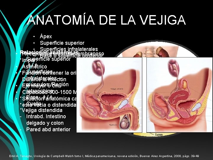 ANATOMÍA DE LA VEJIGA • • Ápex • Superficie superior • Superficies infralaterales Relaciones