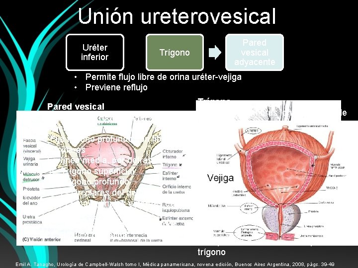 Unión ureterovesical Uréter inferior Trígono Pared vesical adyacente • Permite flujo libre de orina