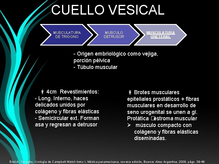 CUELLO VESICAL MUSCULATURA DE TRIGONO MUSCULO DETRUSOR MUSCULATURA URETERAL - Origen embriológico como vejiga,