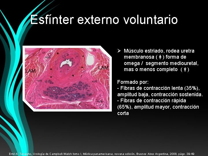 Esfínter externo voluntario Ø Músculo estriado, rodea uretra membranosa ( ) forma de omega