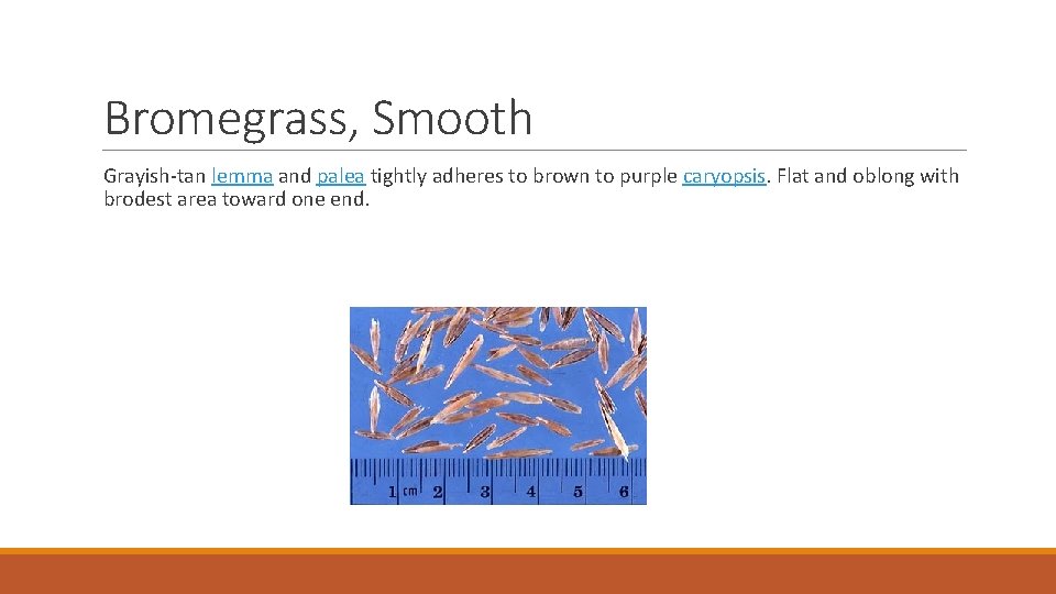 Bromegrass, Smooth Grayish-tan lemma and palea tightly adheres to brown to purple caryopsis. Flat