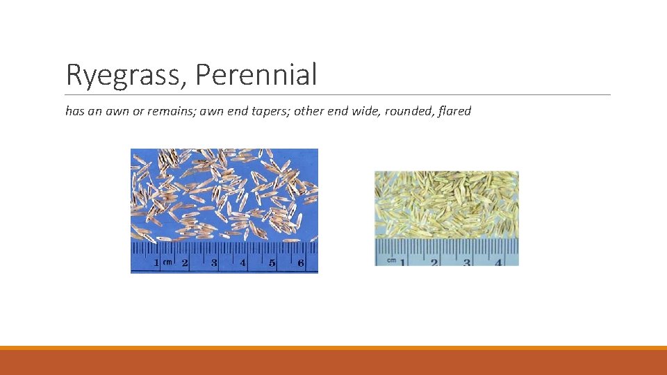 Ryegrass, Perennial has an awn or remains; awn end tapers; other end wide, rounded,