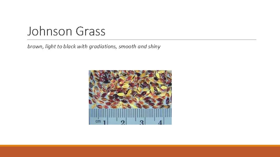 Johnson Grass brown, light to black with gradiations, smooth and shiny 