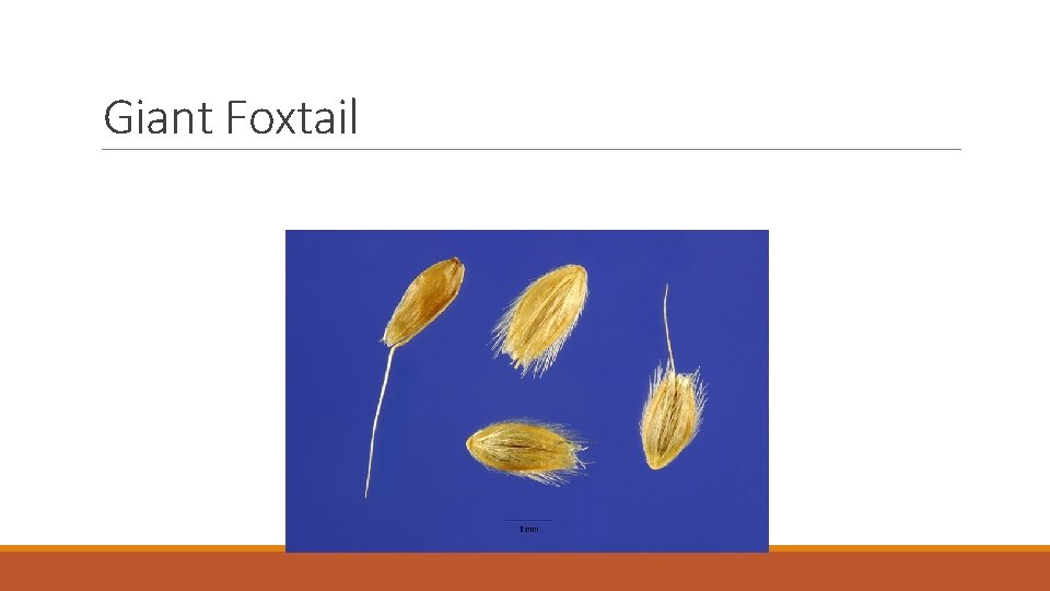 Giant Foxtail 