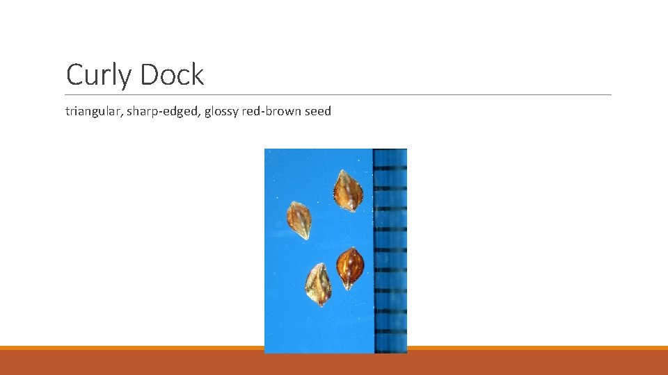 Curly Dock triangular, sharp-edged, glossy red-brown seed 