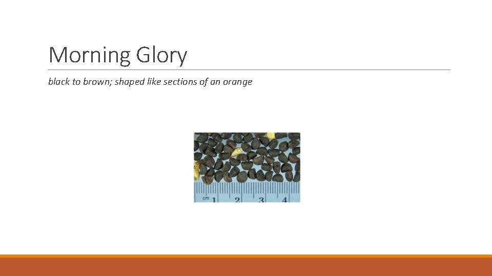 Morning Glory black to brown; shaped like sections of an orange 