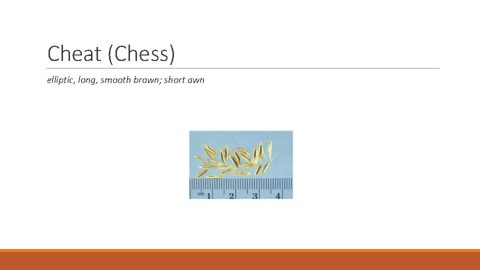 Cheat (Chess) elliptic, long, smooth brown; short awn 