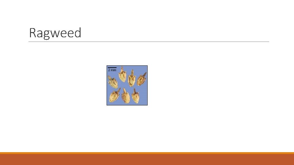 Ragweed 
