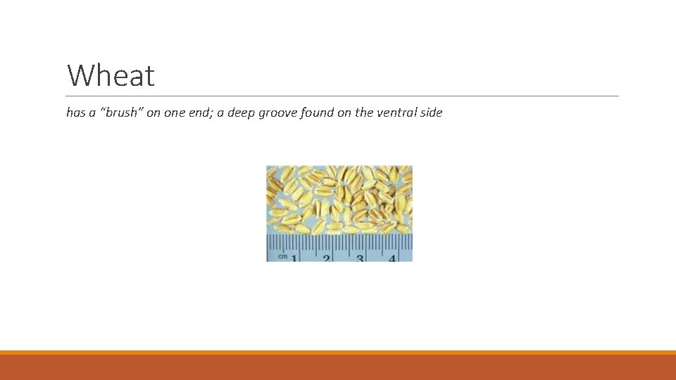 Wheat has a “brush” on one end; a deep groove found on the ventral