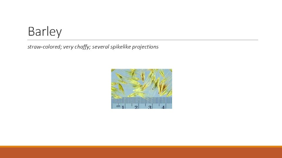 Barley straw-colored; very chaffy; several spikelike projections 