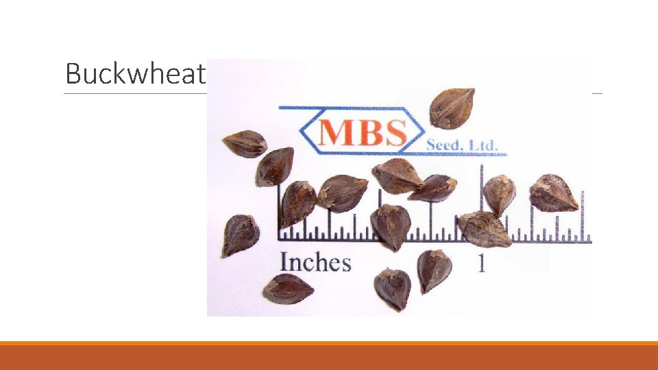 Buckwheat 