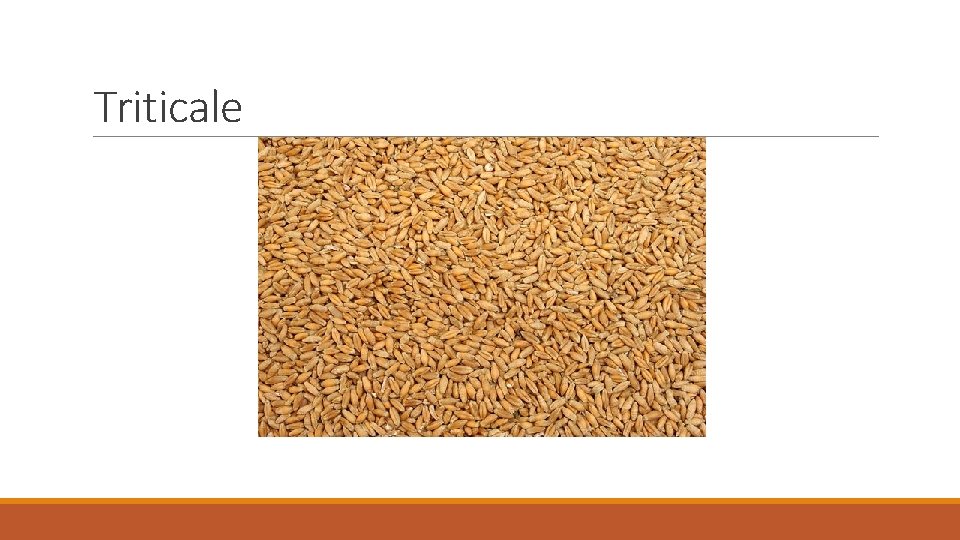 Triticale 