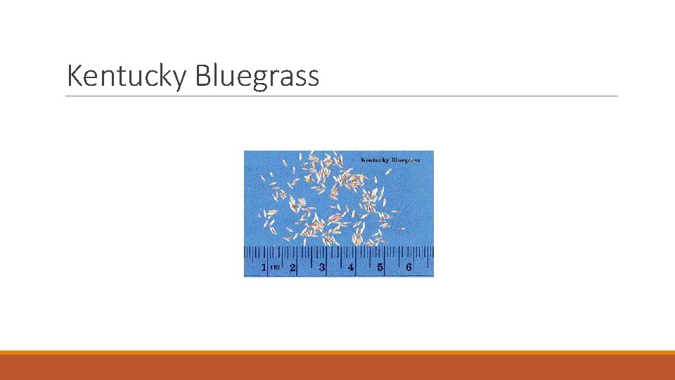 Kentucky Bluegrass 